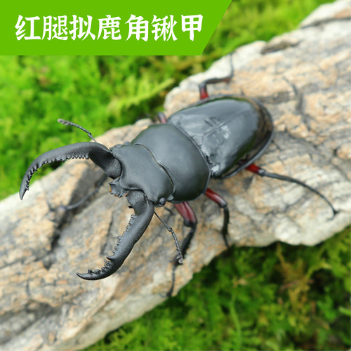 牧野虫社红腿拟鹿角锹甲虫独角仙