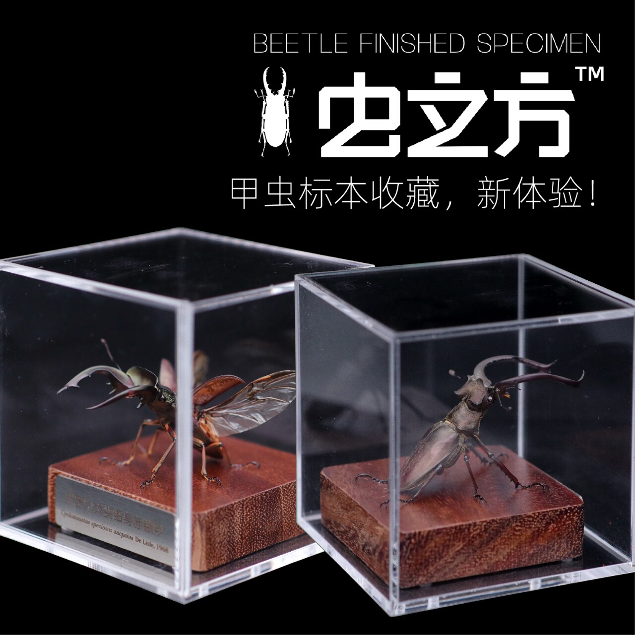 【虫立方】甲虫标本摆件自然标本图片