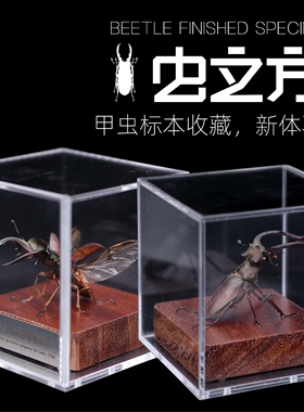 【虫立方】甲虫标本摆件自然标本