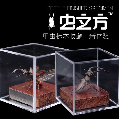 【甲虫标本装饰画】自然标本原虫