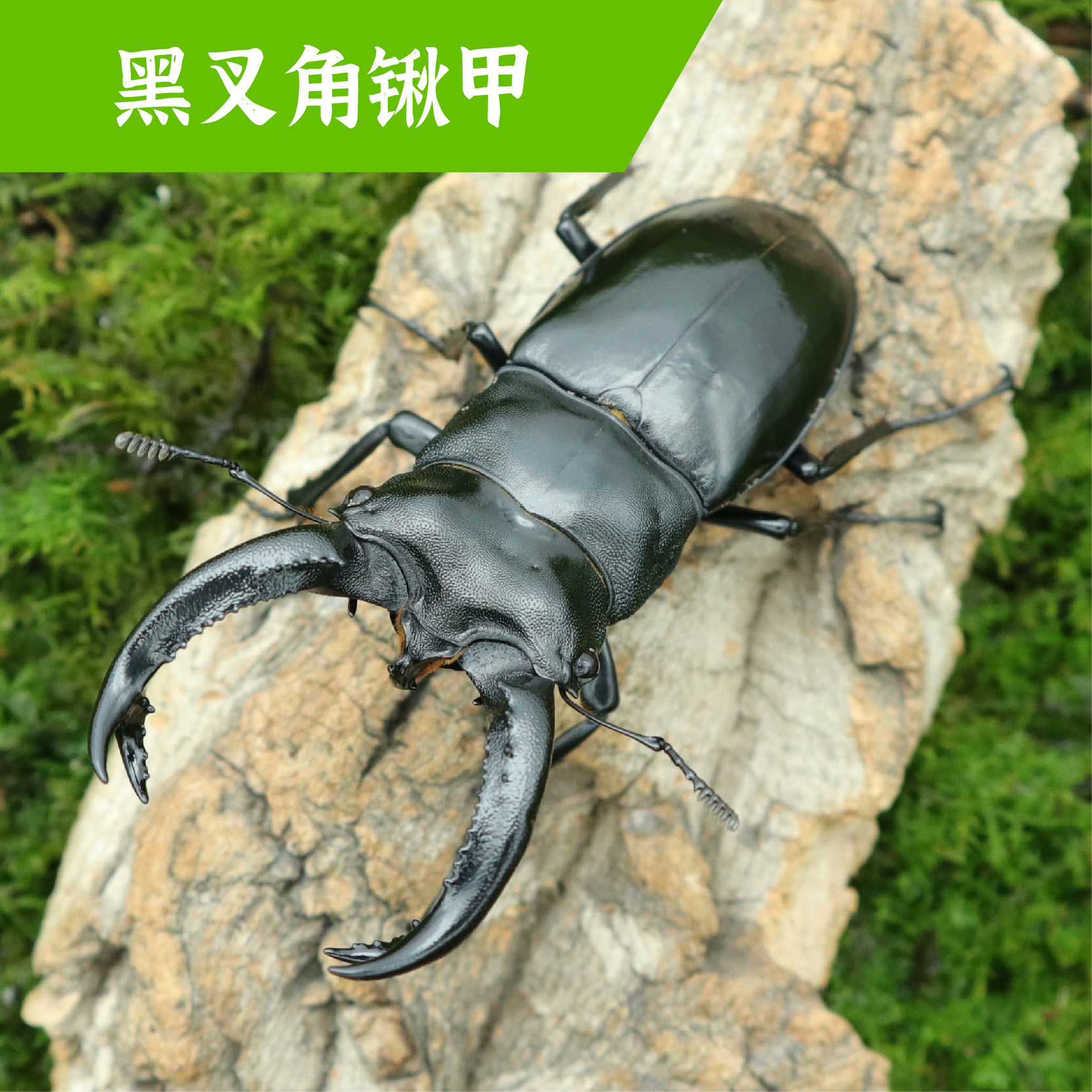 牧野虫社黑叉角锹甲虫宠物独角仙昆虫活物成虫幼虫子活体家养活虫,宠物/宠物食品及用品,特色爬宠/鸣虫,淘宝优惠券,粉丝福利购,淘宝优惠卷
