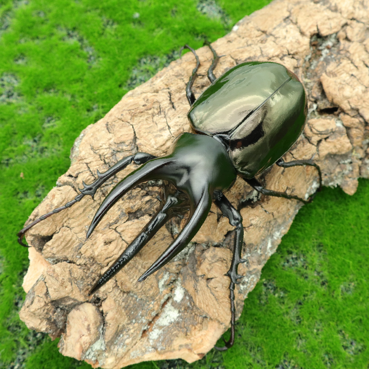 牧野虫社婆罗洲南洋大兜cm独角仙甲虫爬宠活体锹形虫昆虫兜虫