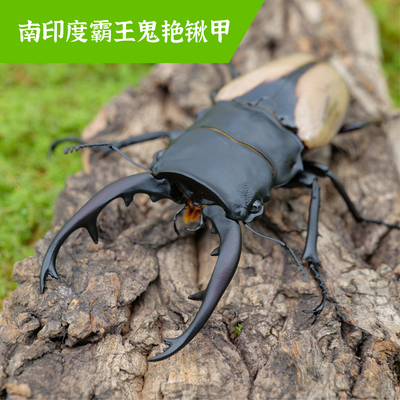 牧野虫社霸王鬼艳锹甲虫独角仙