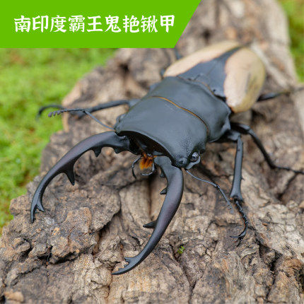 牧野虫社霸王鬼艳锹甲虫宠物独角仙昆虫活物成虫幼虫子活体家养