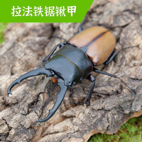 牧野虫社拉法铁锯锹甲虫独角仙