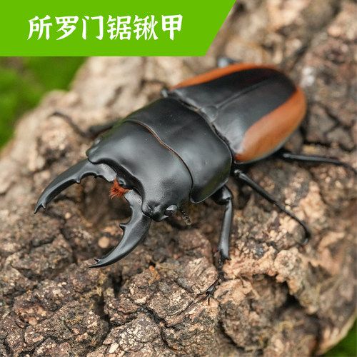 牧野虫社所罗门锯锹甲虫宠物独角仙昆虫活物活虫甲壳虫成虫幼虫