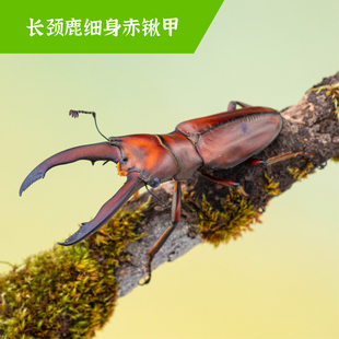 牧野虫社长颈鹿细身赤锹甲虫宠物独角仙昆虫活物成虫幼虫子活体