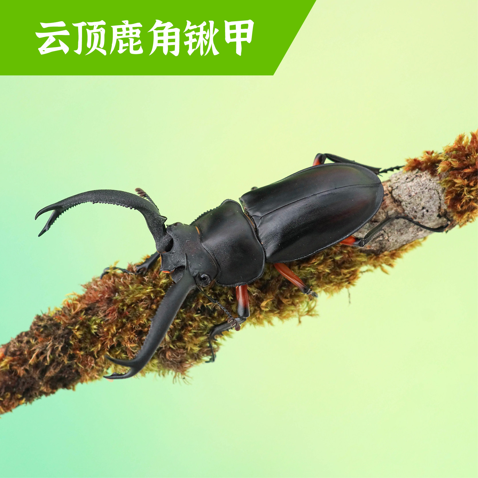 牧野虫社云顶鹿角锹甲虫宠物独角仙昆虫活物成虫幼虫子活体家养