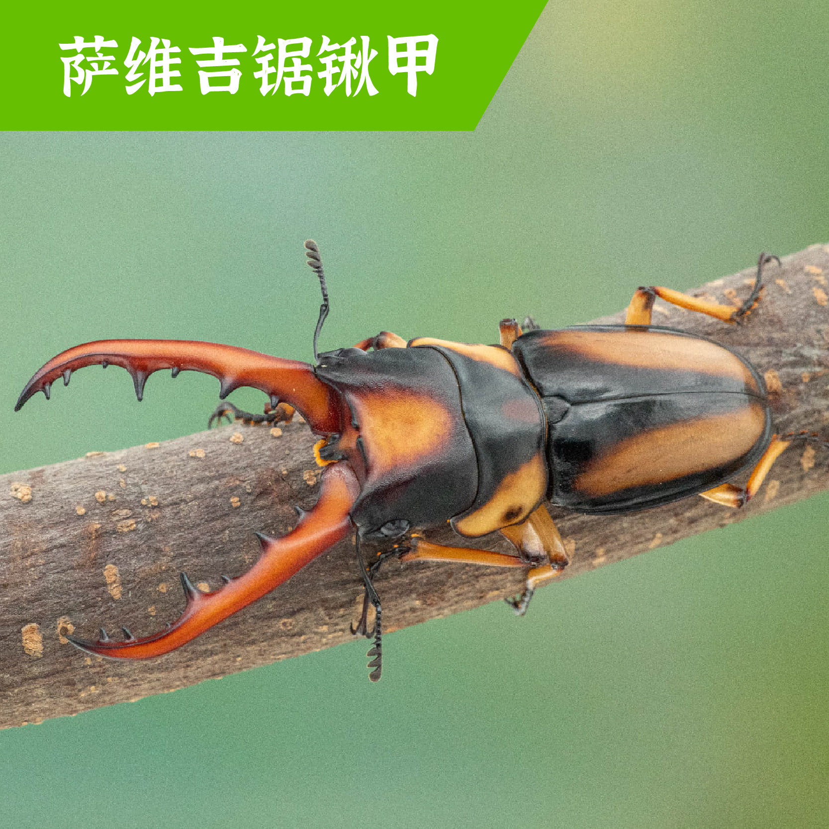 牧野虫社萨维吉锯锹甲虫宠物独角仙昆虫活物成虫幼虫子活体家养