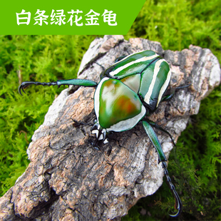 牧野虫社白条绿花金龟独角仙甲虫宠物昆虫活物成虫幼虫活体甲壳虫