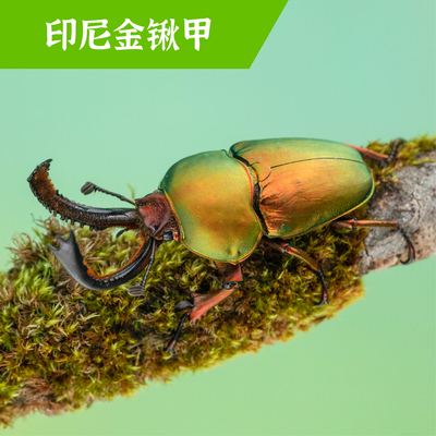 牧野虫社印尼金锹甲甲虫独角仙