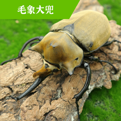 牧野虫社毛象大兜虫甲虫独角仙