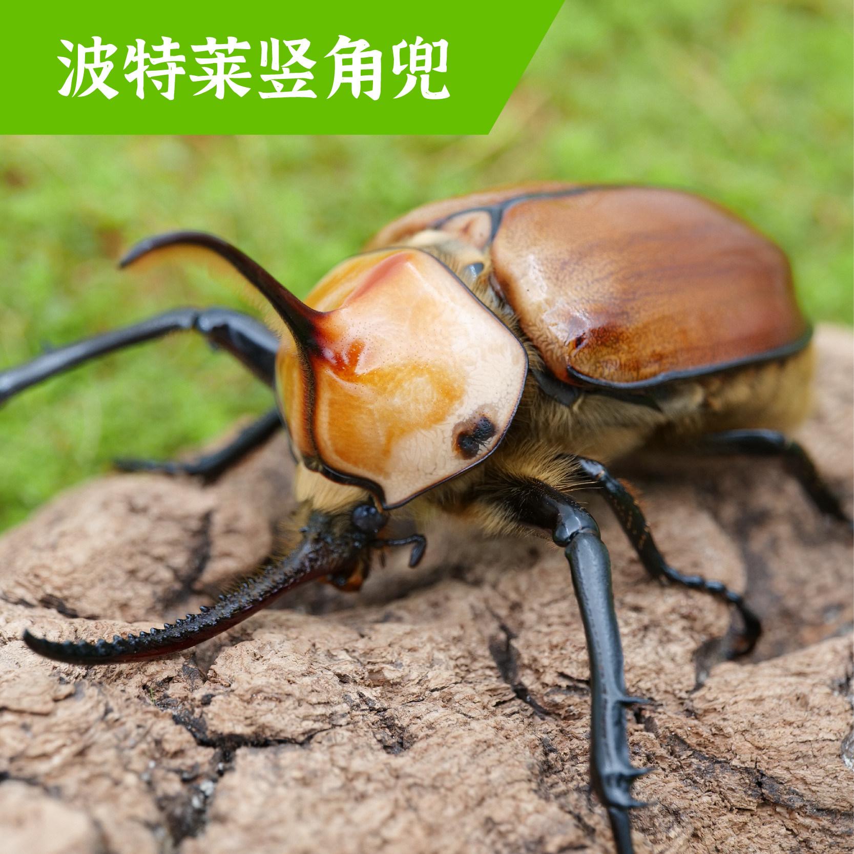 牧野虫社波特莱竖角兜独角仙甲虫宠物昆虫活物成虫幼虫活体甲壳虫
