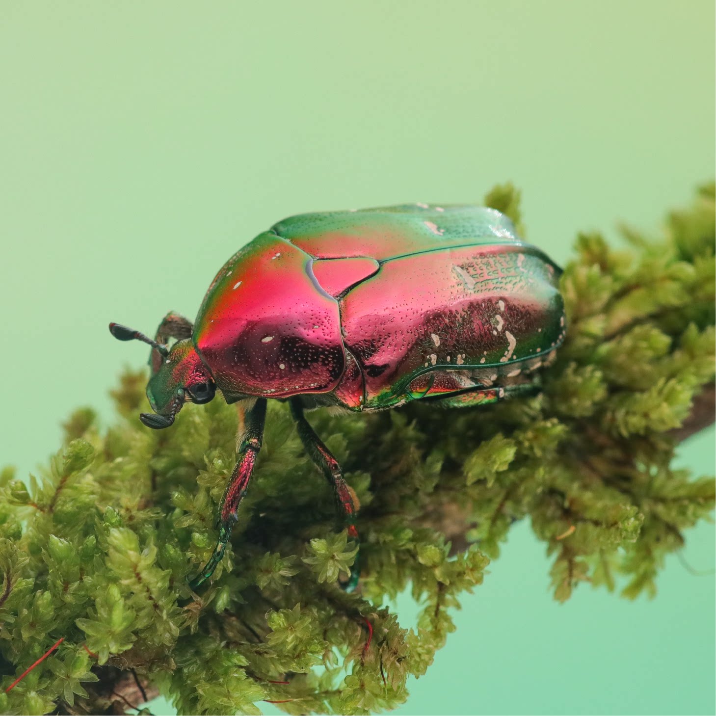 牧野虫社白星花金龟独角仙甲虫爬宠活体锹形虫昆虫锹甲
