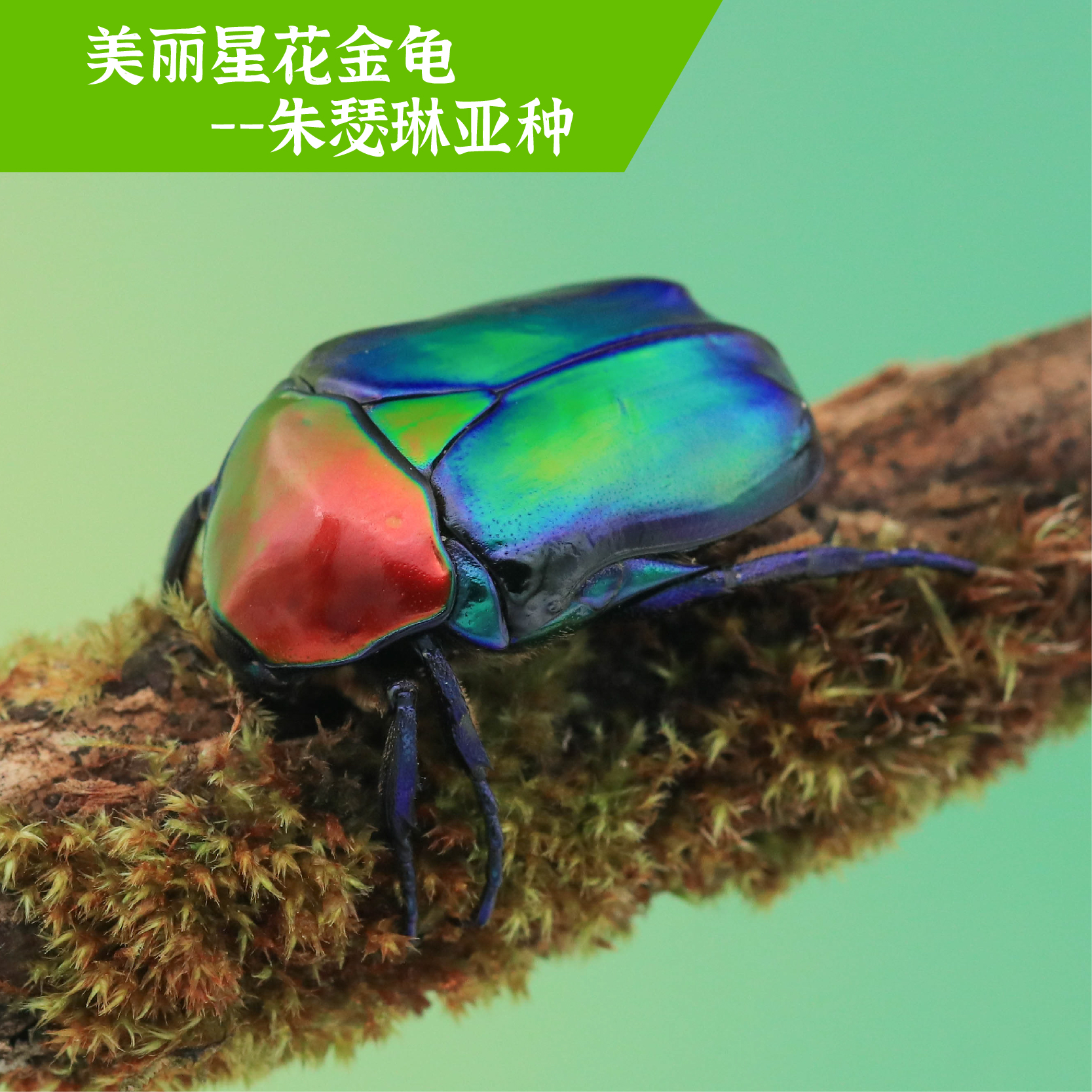 牧野虫社美丽星花金龟甲虫独角仙