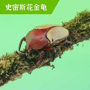 牧野虫社史密斯花金龟独角仙甲虫宠物昆虫活物成虫幼虫活体甲壳虫