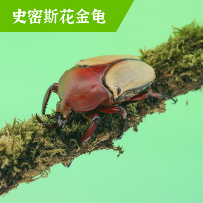 牧野虫社史密斯花金龟甲虫独角仙