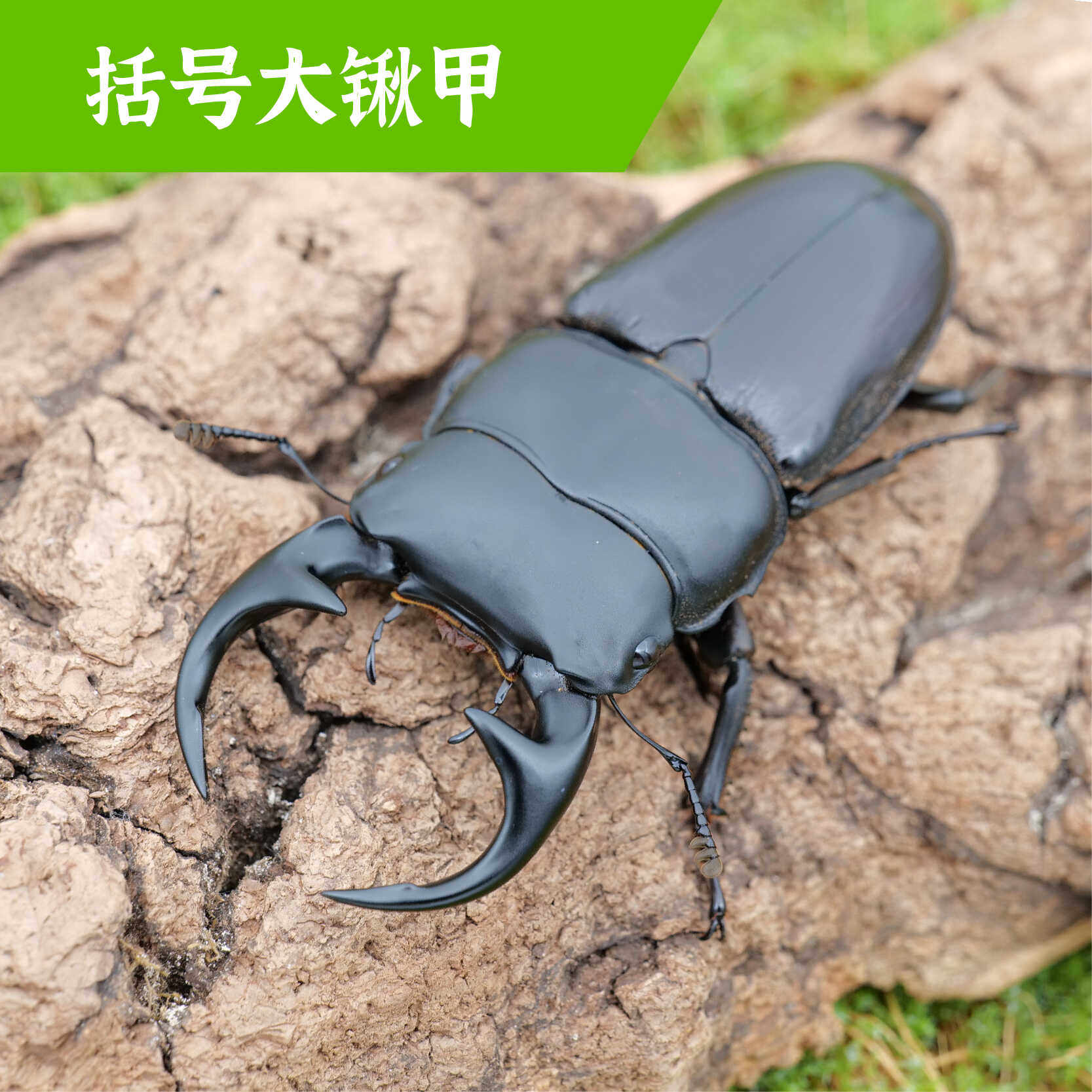 牧野虫社括号大锹甲壳虫独角仙甲虫宠物真昆虫活物成虫幼虫活虫
