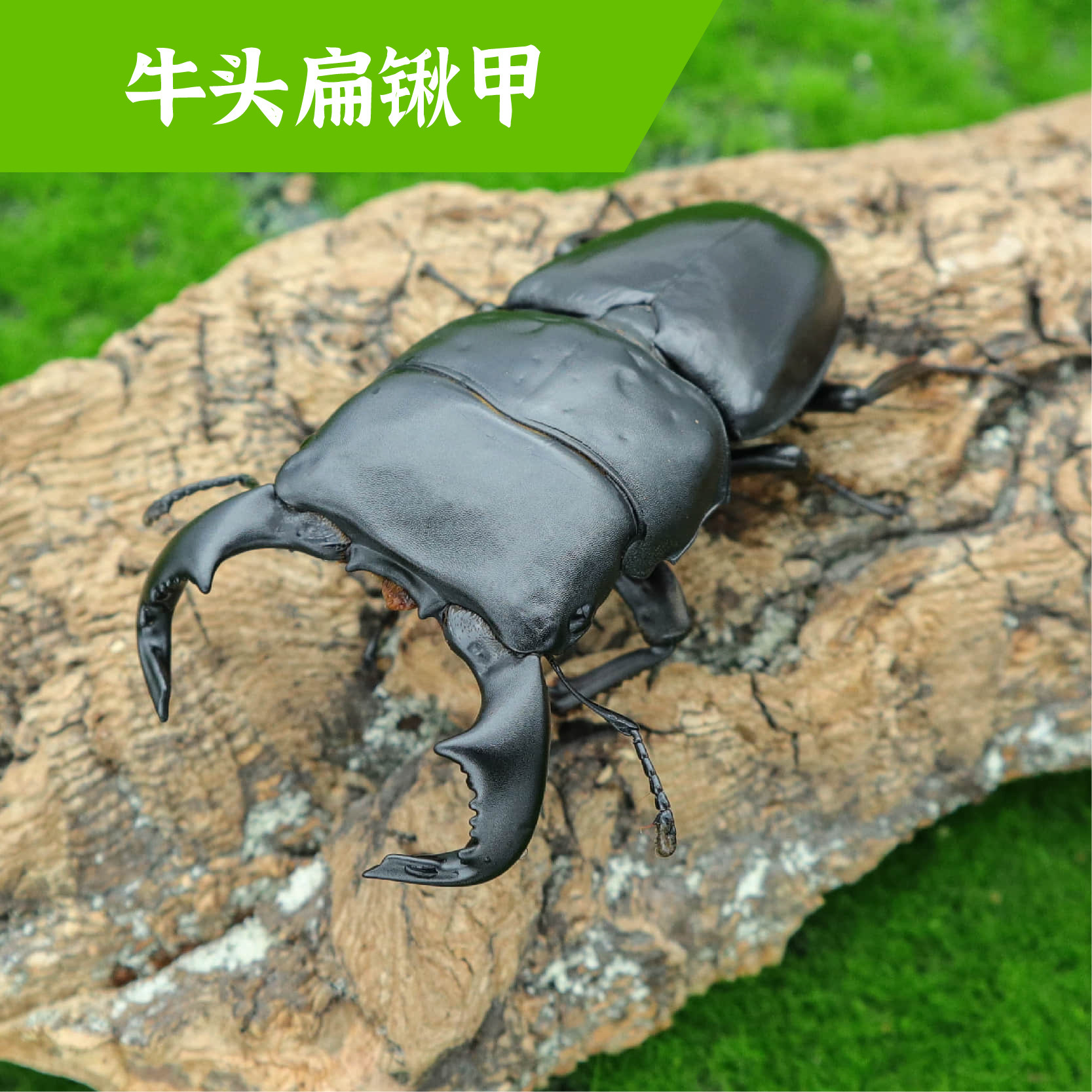 牧野虫社牛头扁锹甲虫宠物独角仙昆虫活物成虫幼虫子活体家养活虫