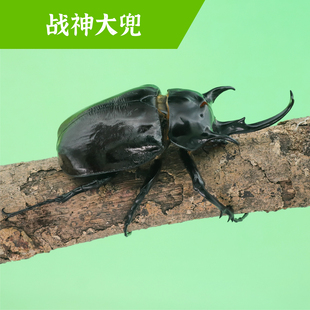 牧野虫社战神大兜独角仙甲虫宠物昆虫活物成虫幼虫活体甲壳虫子