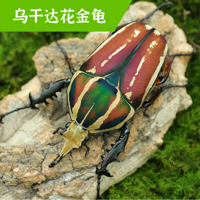 牧野虫社乌干达花金龟甲虫独角仙