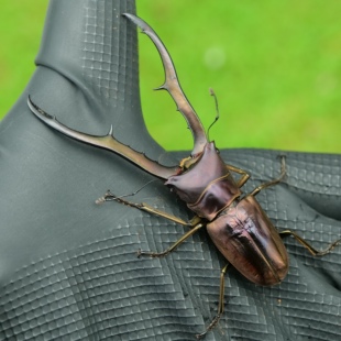 牧野虫社美他利佛细身赤锹甲虫宠物独角仙昆虫活物成虫幼虫子活体