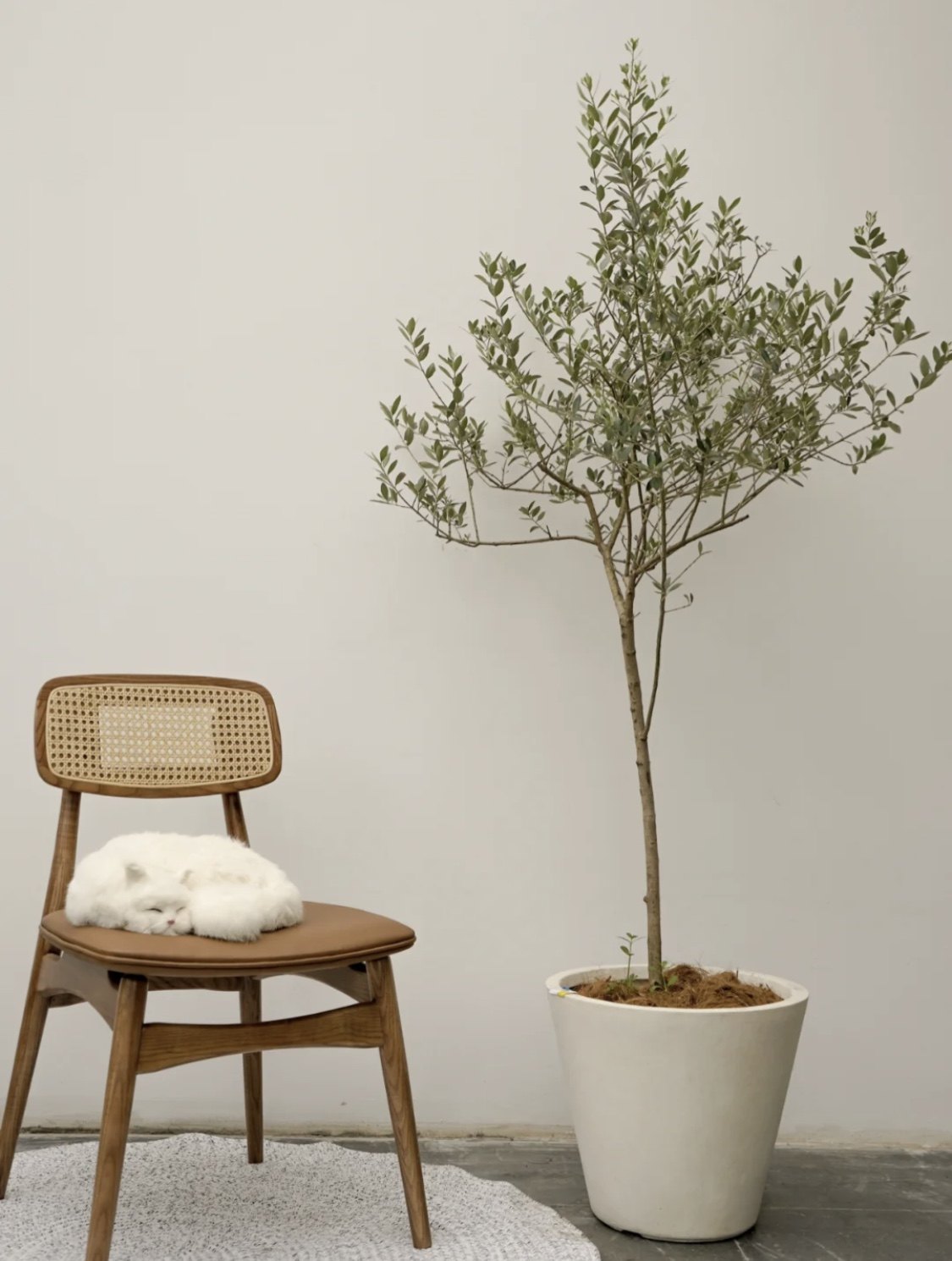 植物岛plantislands橄榄树北欧风阳台客厅观叶网红真绿植大型植物