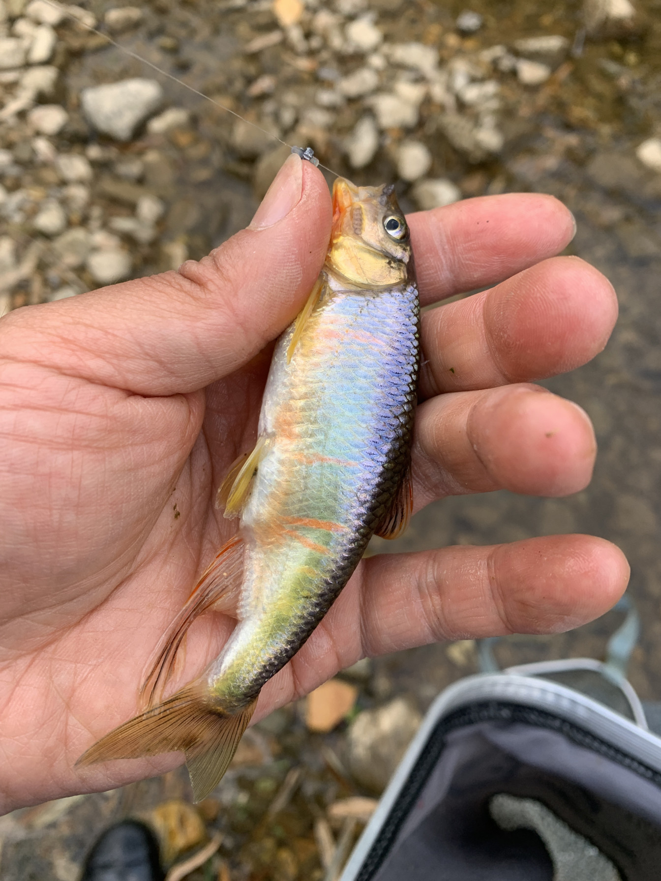 正宗宽鳍鱲长鳍鱲原生鱼食用鱼溪流鱼淡水冷水观赏鱼高氧耐活包损