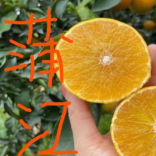 柳疏家爱媛38号果冻橙柑橘橙今年口感得放几天更浓郁一些