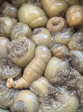 台州温岭东海海鲜沙蒜海葵海花新鲜活发水产海鲜500g