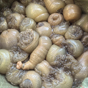 台州温岭东海海鲜沙蒜海葵海花新鲜活发水产海鲜500g