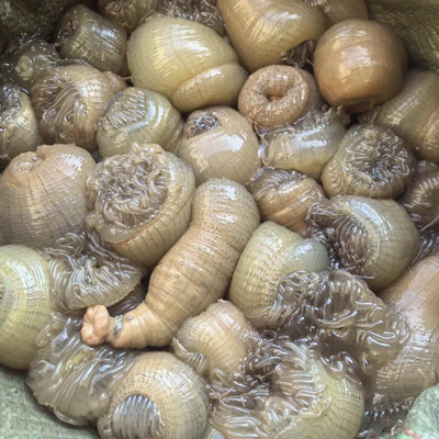 台州温岭东海海鲜沙蒜海葵海花新鲜活发水产海鲜500g