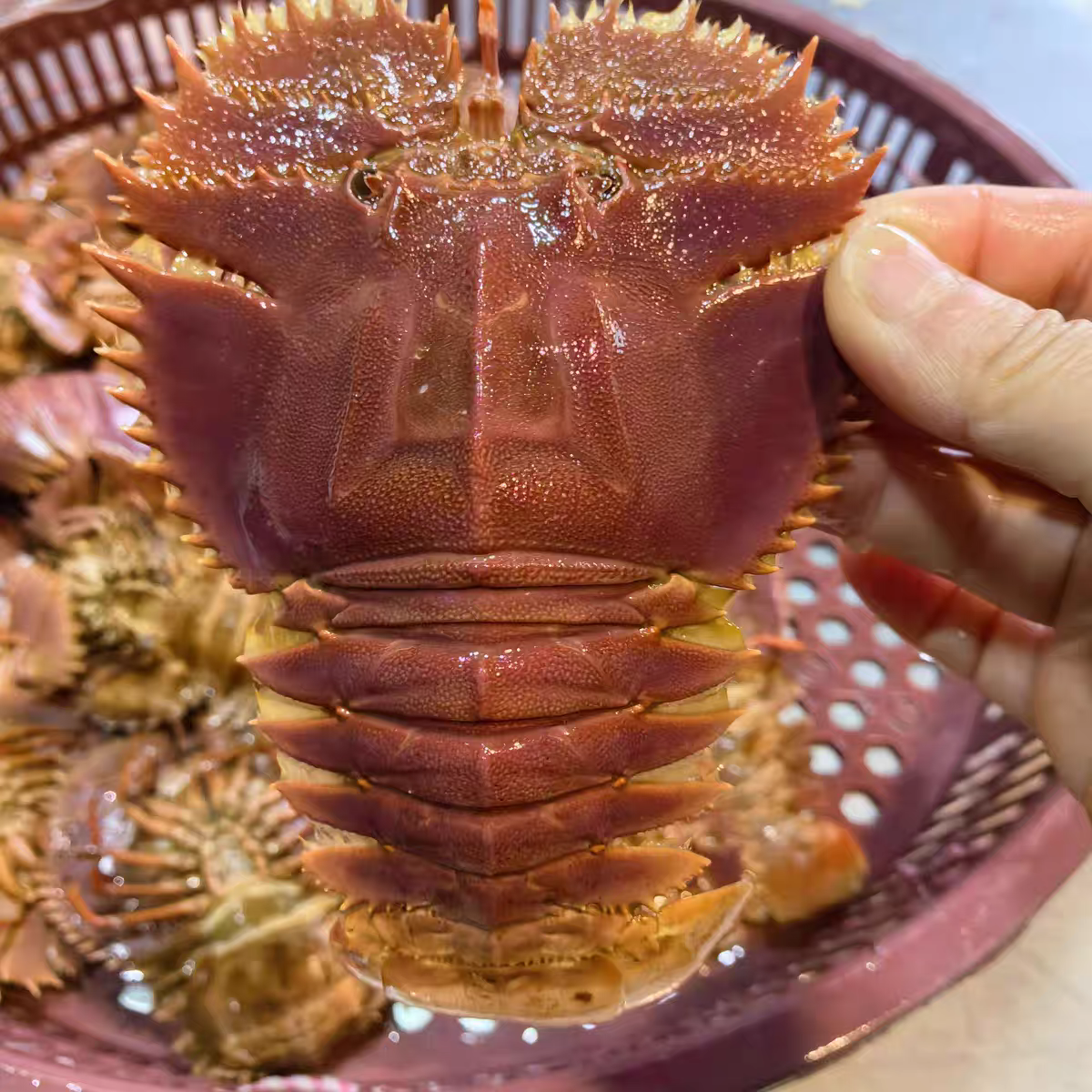东海琵琶虾鲜活冷冻皮皮虾新鲜海捕九齿扇虾海鲜水产
