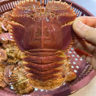 东海琵琶虾鲜活冷冻新鲜海捕九齿扇虾海鲜水产三斤装