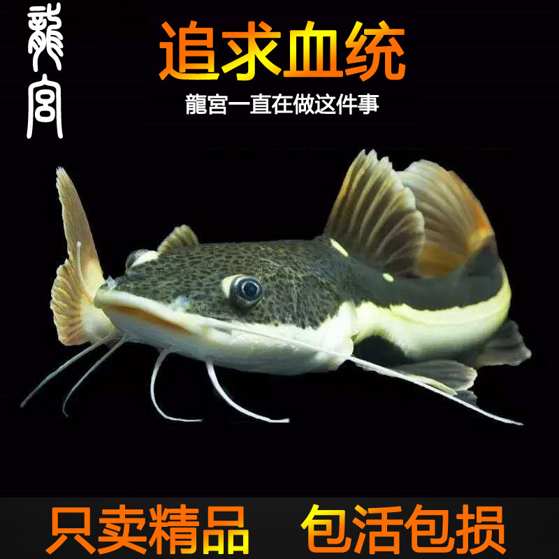 龙宫精品招财猫鱼热带鱼