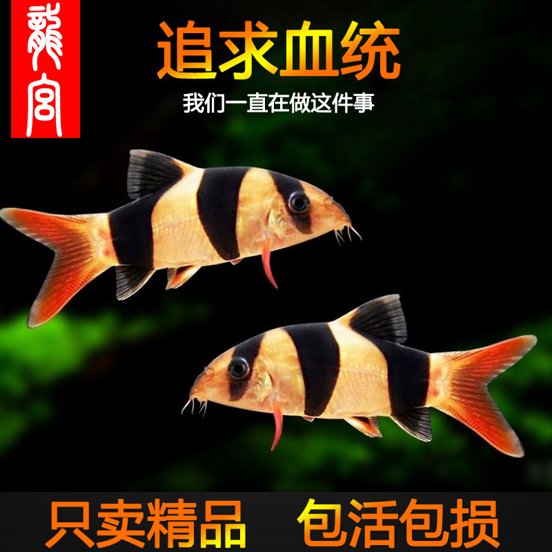 龍宮三间鼠热带鱼精品清道夫