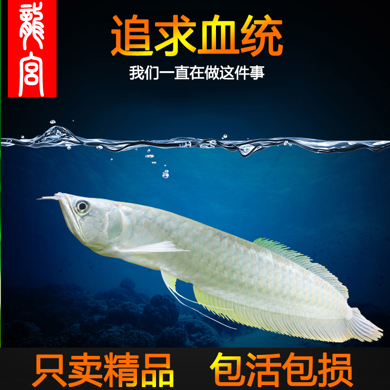 龍宮银龙鱼活体龙鱼精品