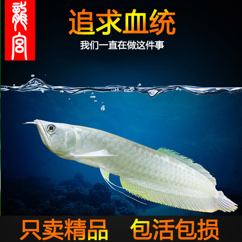 龍宮银龙鱼活体龙鱼精品