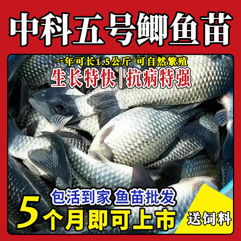 工程鲫湘云鲫中科五号鲫高鱼苗