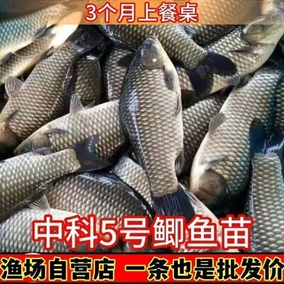 正宗中科五号鲫鱼苗工程鲫鱼淡水养殖草鱼苗鲤鱼花鲢包活批发