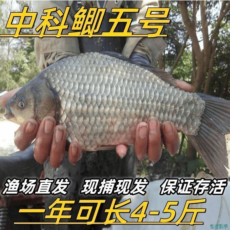 正宗中科五号鲫鱼苗工程鲫鱼淡水养殖草鱼苗鲤鱼花鲢包活批发