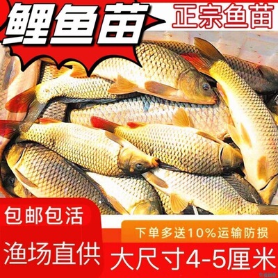 大品种鲤鱼苗建鲤丰鲤鱼稻田鲤淡水养殖草鱼苗大种工程鲫鱼苗包活
