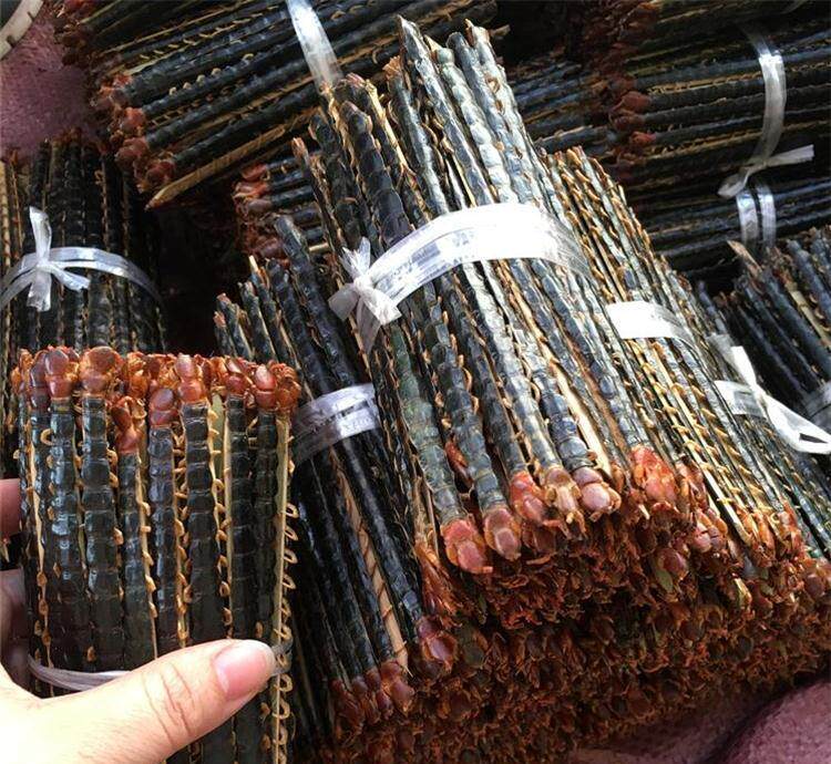 约20cm!特大条蜈蚣/天龙/蜈蚣干/百足虫/千足虫 10元/条