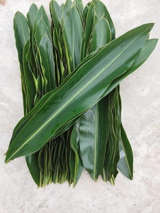 新鲜叶儿粑叶10张 四川宜宾特产猪儿粑鸭儿粑叶子良姜叶叶子 现摘