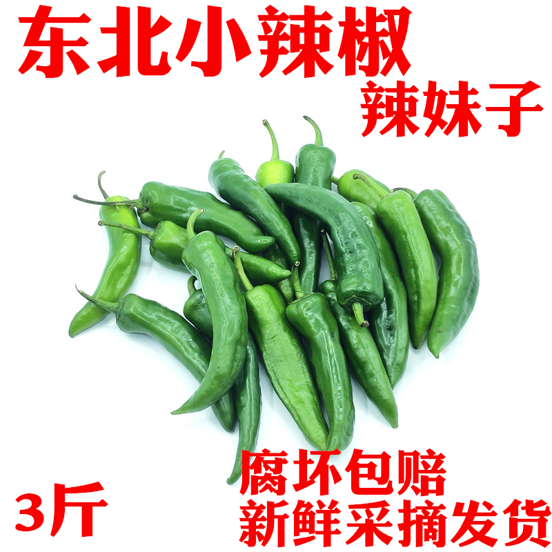 东北辣妹子小辣椒黑龙江新鲜农家自种蔬菜水果特产美食蘸酱菜尖椒