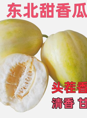 东北香瓜包邮新鲜京蜜白糖香瓜