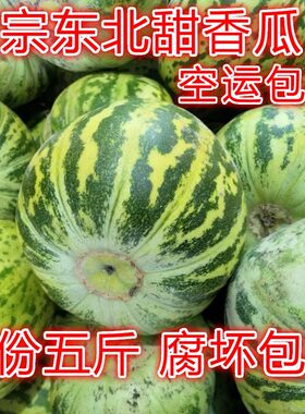 东北现摘香瓜新鲜水果大地香瓜