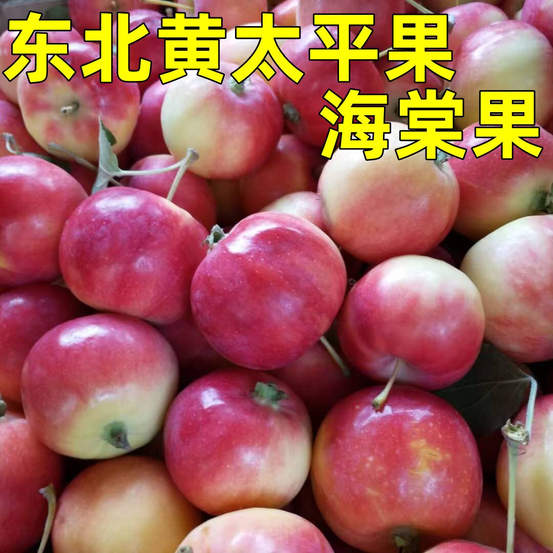东北黄太平沙果现摘海棠果小苹果