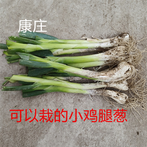 新鲜大葱鸡腿葱河北特产生吃蘸酱甜葱苗可以栽甜葱生吃蘸酱葱油饼