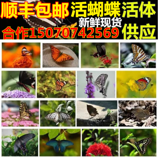 活蝴蝶活体的蝴蝶放飞真蝴蝶求婚庆典婚礼养殖蝴蝶羽化蝶顺丰包邮
